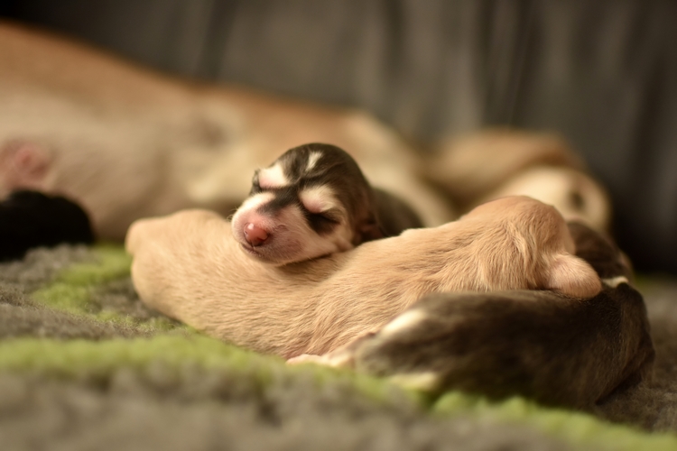 Shahdad Saluki