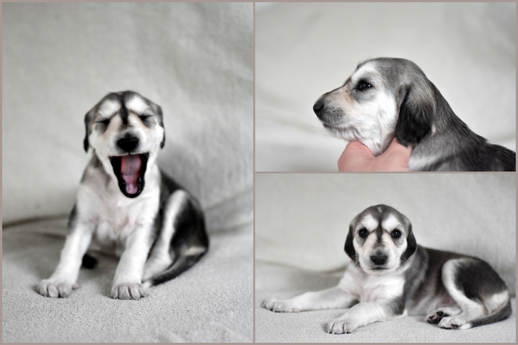 Shahdad Saluki