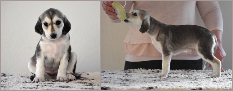 Shahdad Saluki