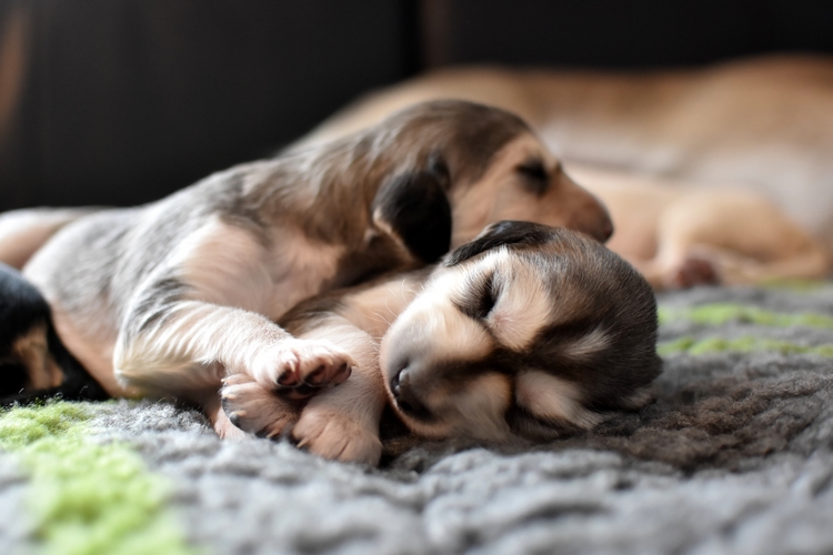 Shahdad Saluki