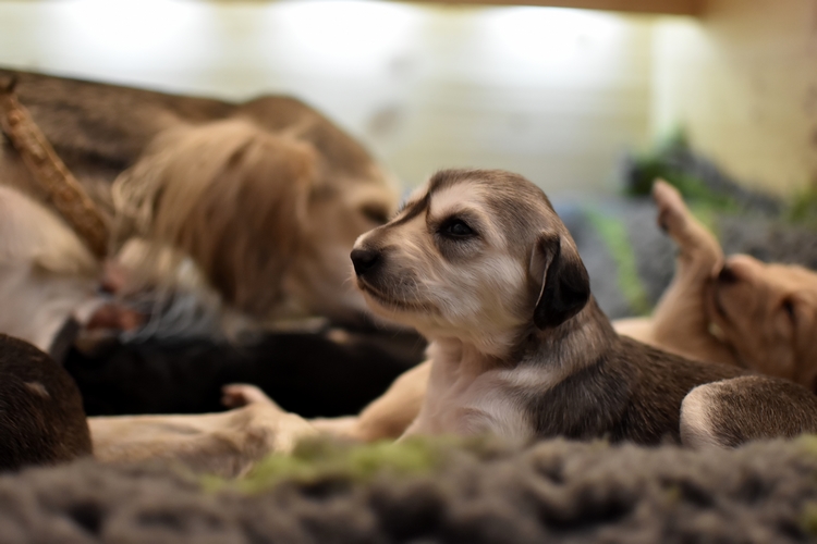 Shahdad Saluki
