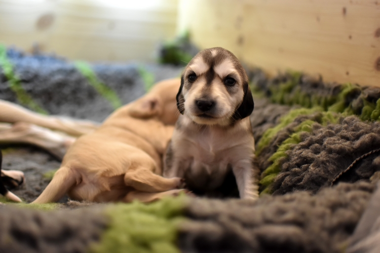 Shahdad Saluki
