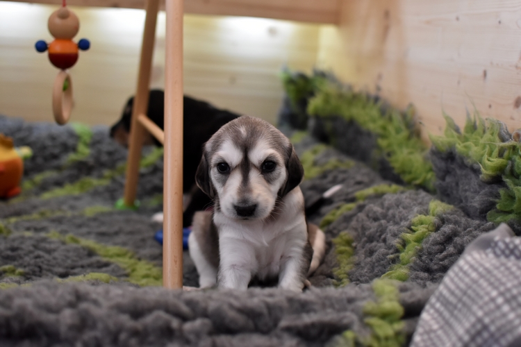 Shahdad Saluki