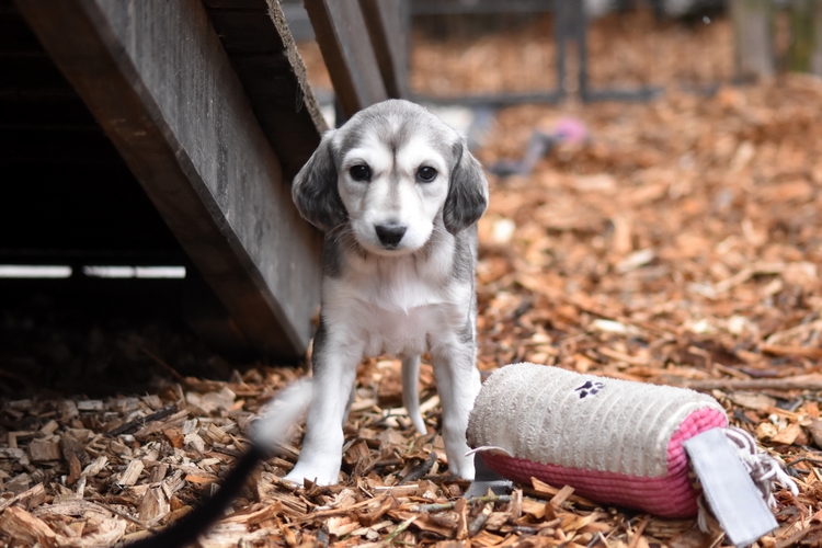 Shahdad Saluki