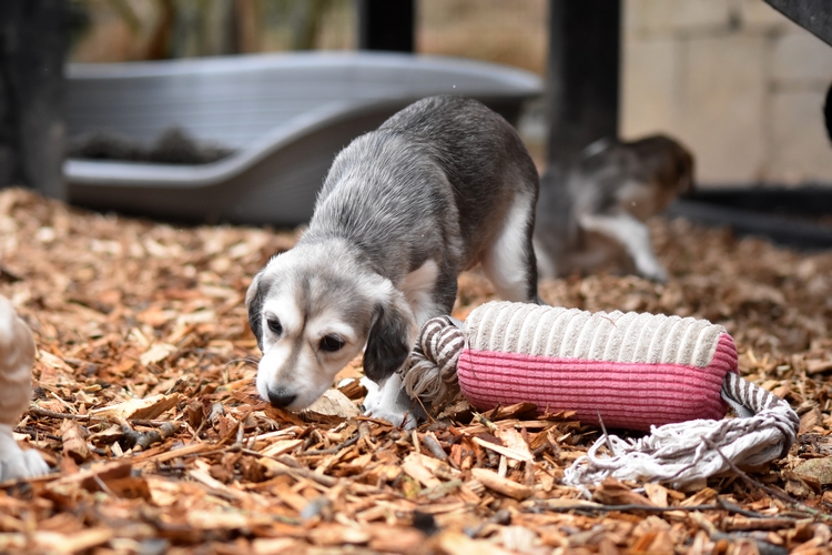 Shahdad Saluki