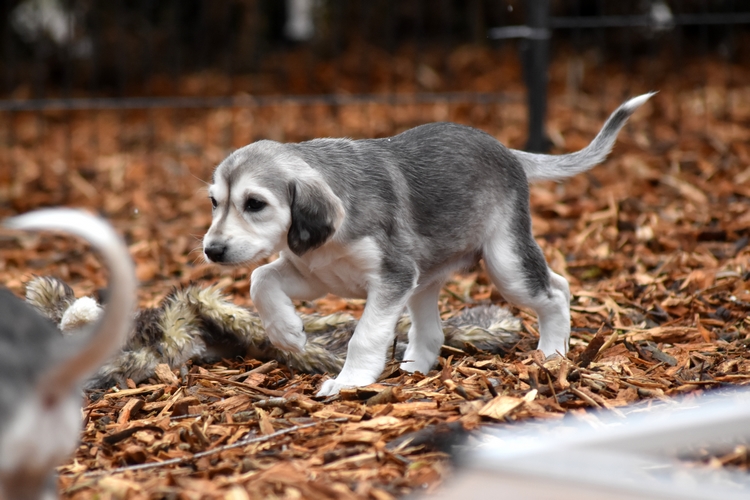 Shahdad Saluki
