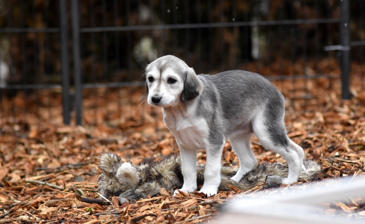 Shahdad Saluki