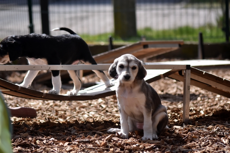 Shahdad Saluki