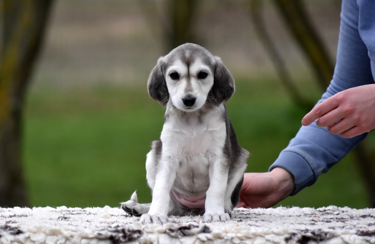 Shahdad Saluki