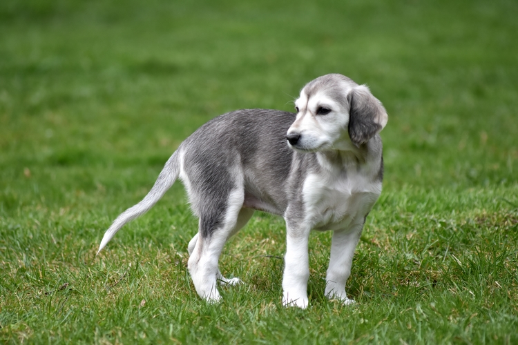 Shahdad Saluki