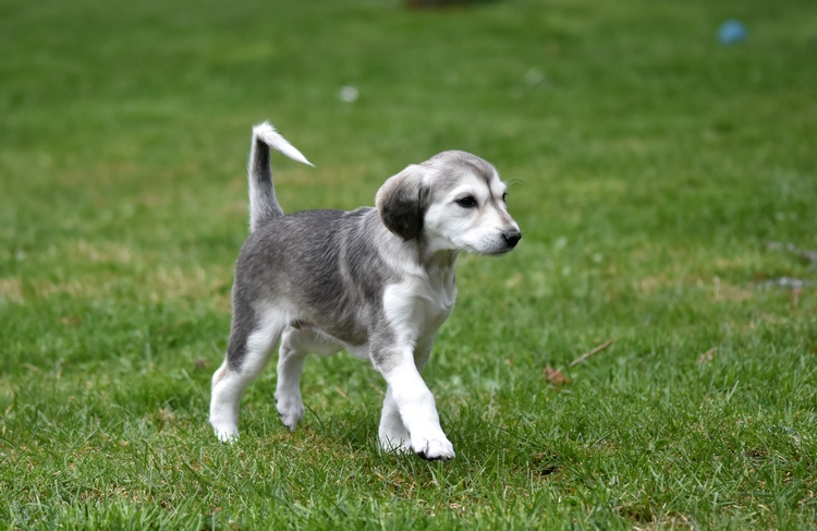 Shahdad Saluki
