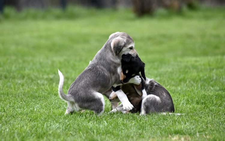 Shahdad Saluki