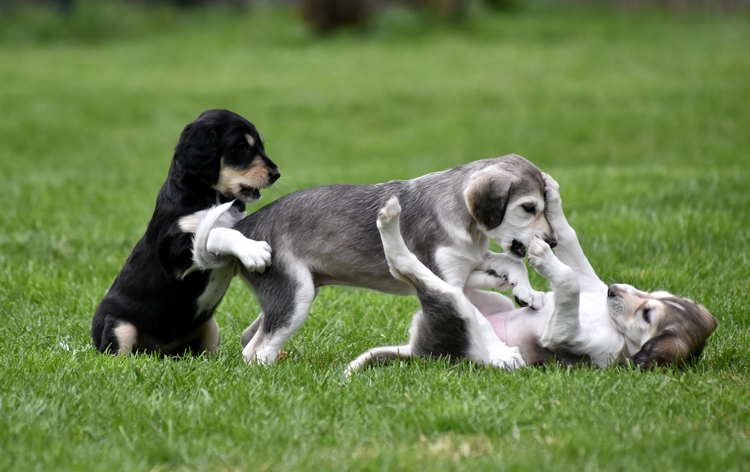 Shahdad Saluki