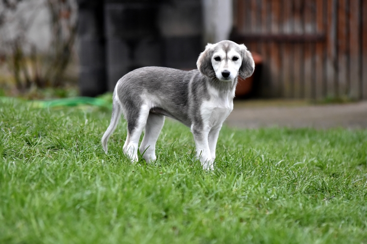 Shahdad Saluki