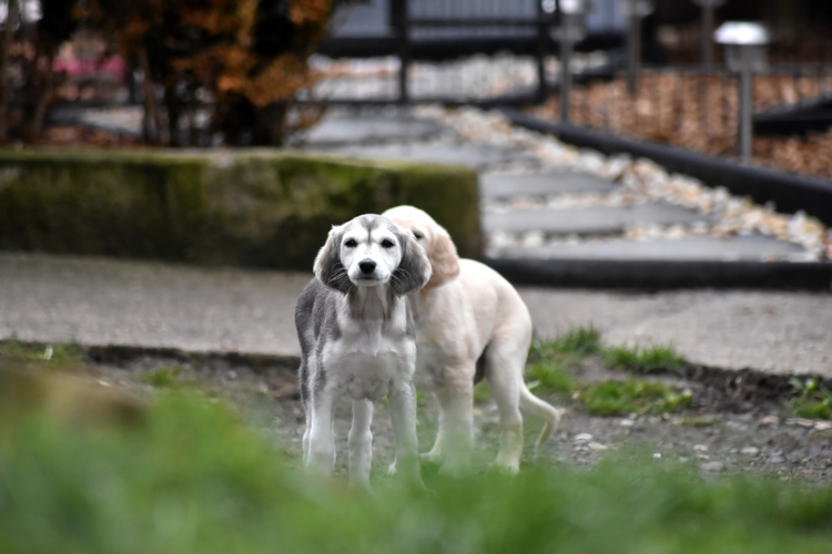 Shahdad Saluki
