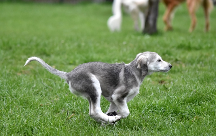 Shahdad Saluki