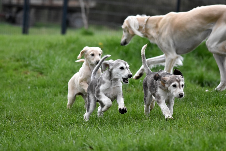 Shahdad Saluki