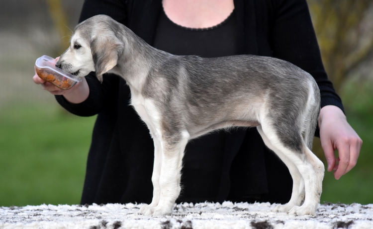 Shahdad Saluki