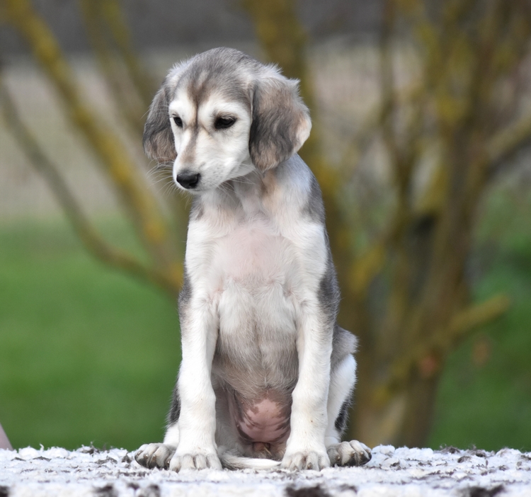 Shahdad Saluki