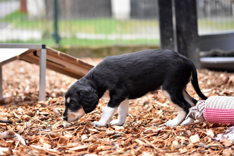 Shahdad Saluki