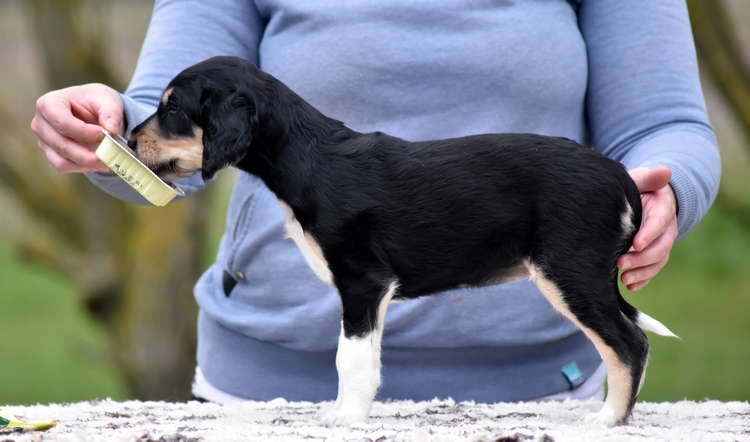 Shahdad Saluki