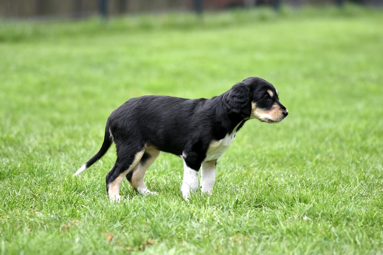 Shahdad Saluki