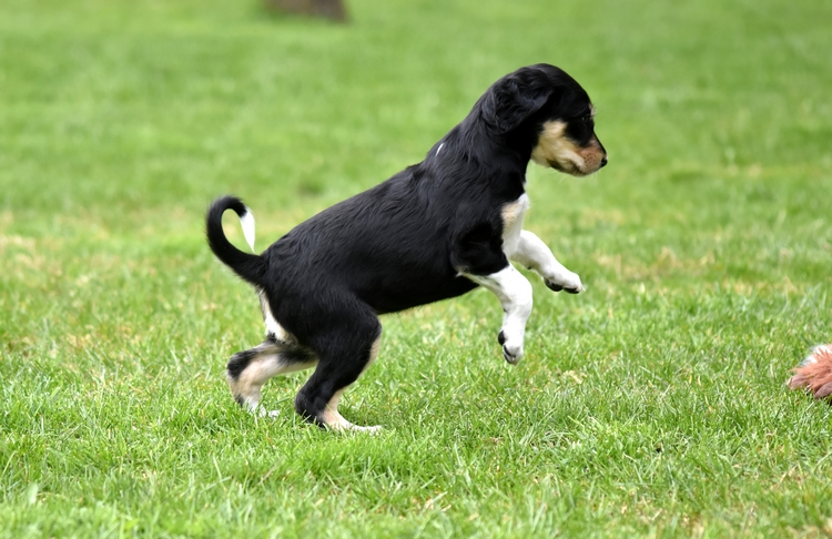 Shahdad Saluki