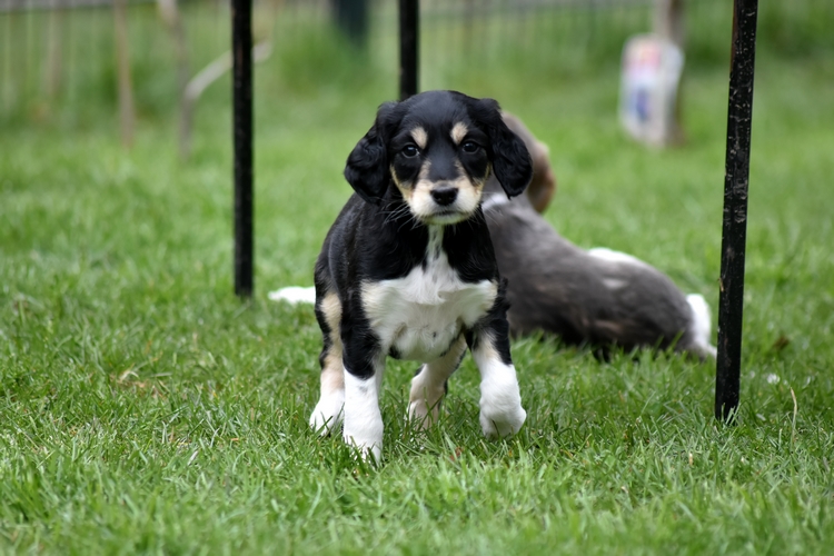 Shahdad Saluki