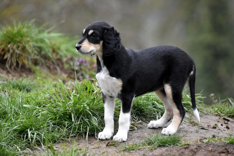 Shahdad Saluki