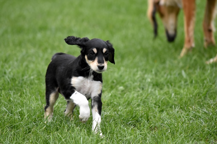 Shahdad Saluki