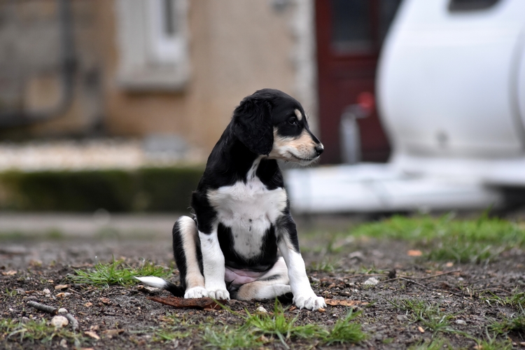 Shahdad Saluki