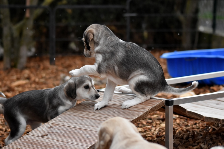 Shahdad Saluki