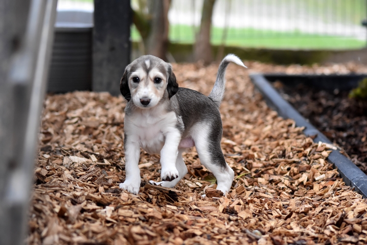 Shahdad Saluki