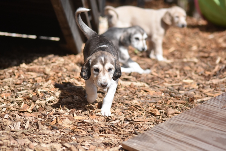 Shahdad Saluki