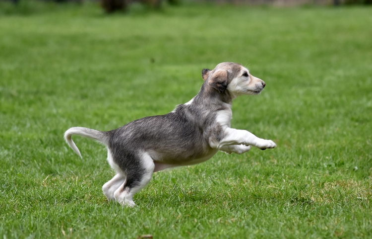 Shahdad Saluki