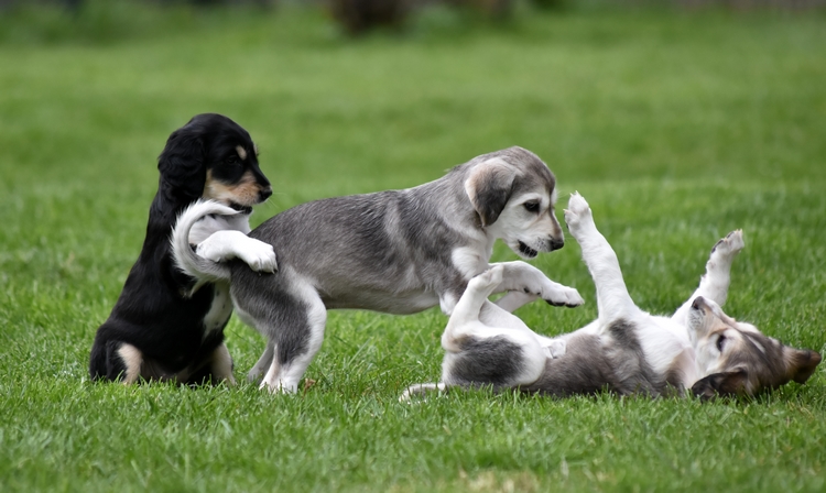 Shahdad Saluki