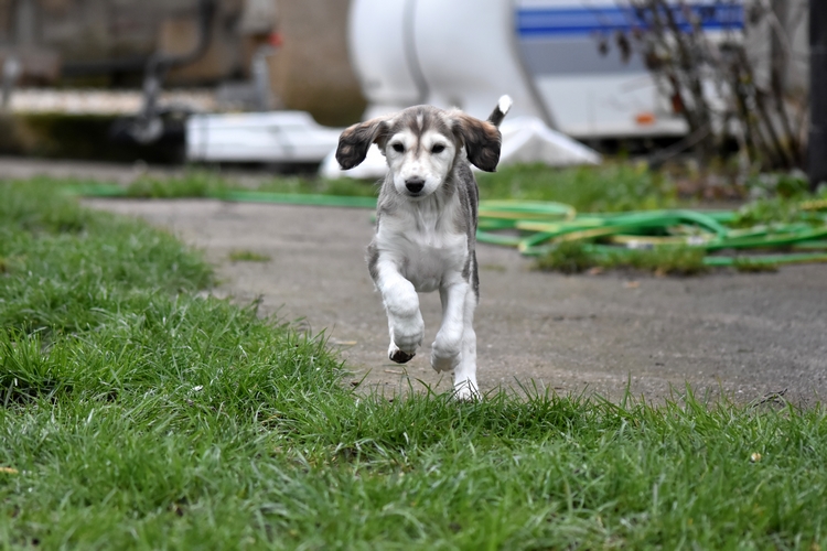 Shahdad Saluki