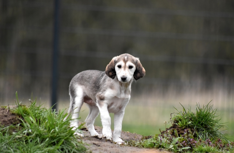 Shahdad Saluki