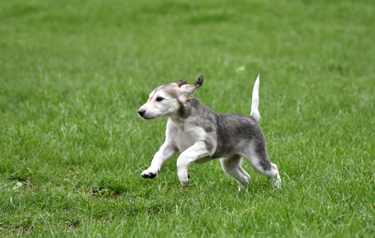 Shahdad Saluki