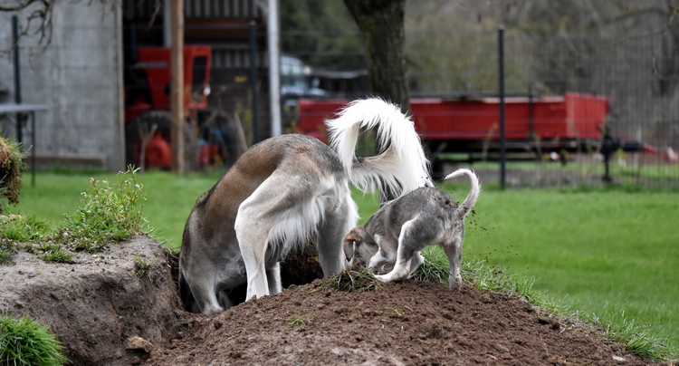 Shahdad Saluki