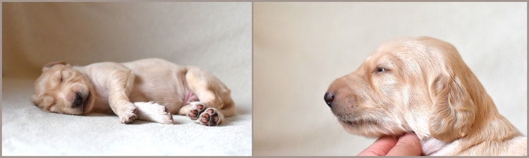 Shahdad Saluki