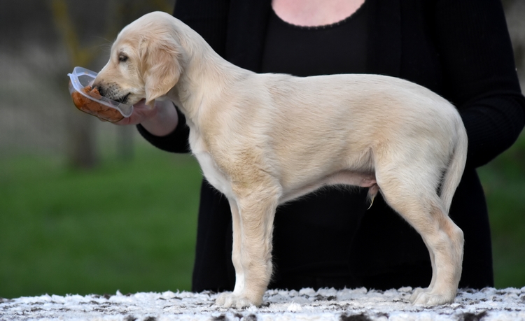 Shahdad Saluki