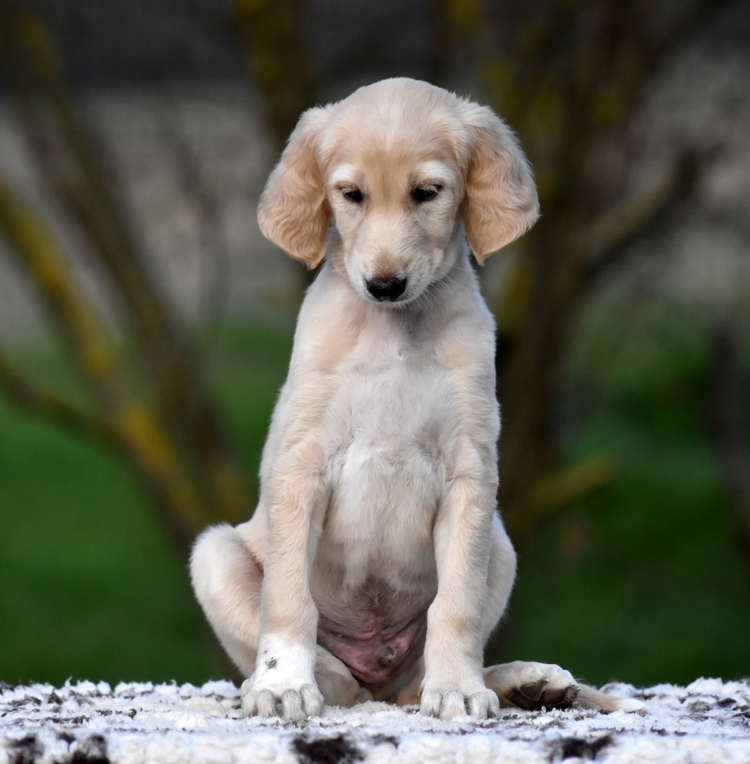 Shahdad Saluki