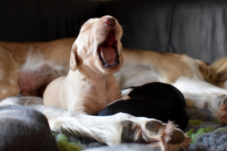 Shahdad Saluki