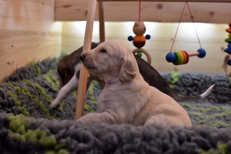 Shahdad Saluki