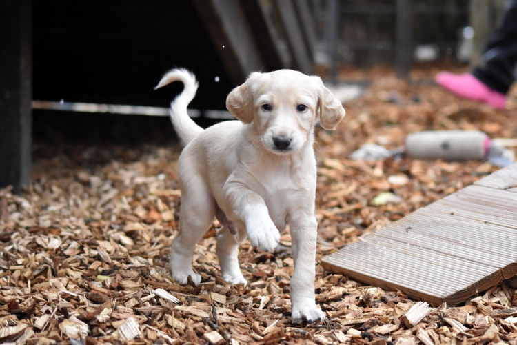 Shahdad Saluki