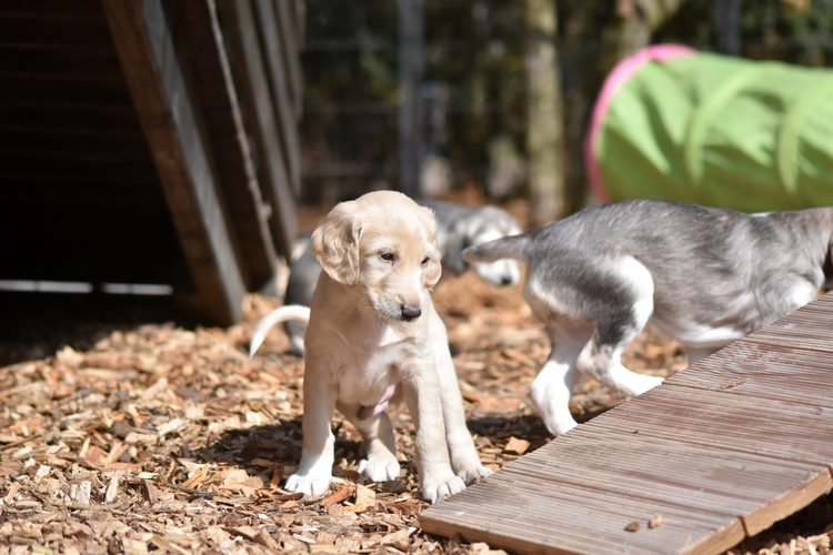 Shahdad Saluki