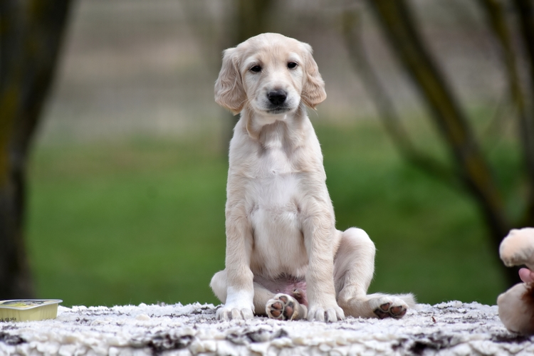 Shahdad Saluki