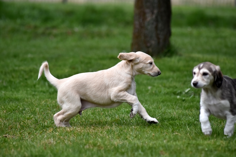 Shahdad Saluki