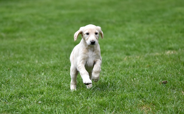 Shahdad Saluki